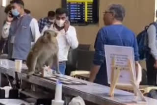 Monkey In IGI Airport Food Plaza