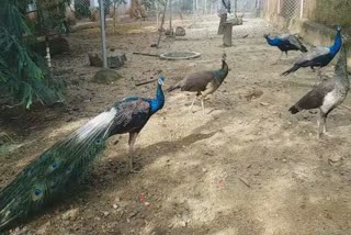 The truth behind the claims of peacock mating and breeding