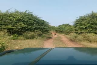 पर्यटकों को दिखे बाघ, अलवर समाचार,  tiger in sariska,  Sariska Tiger Projec