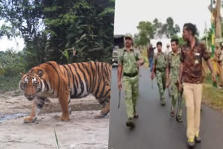 Tamil Nadu Forest Department  T-23 Tiger  Tiger Hunt  Special team  Masinakudi  കടുവയെ വേട്ടയാടാന്‍  മസിനഗുഡി  ടി -23 കടുവ