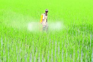 Yasangi season in telangana