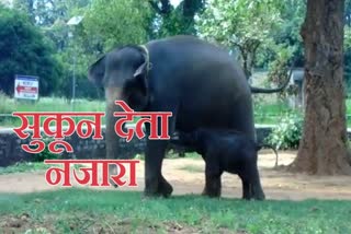 child-elephant-and-mother-elephant-living-together-in-ranchi-zoo