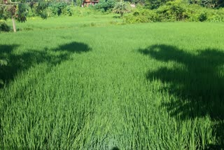 paddy-crop-benefits-due-to-heavy-rains-in-santhalpargana