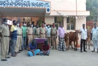 Cow thieves Arrest