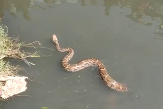 30 kg python, Deeg  news