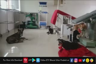 सरकारी अस्पताल के ऑपरेशन थिएटर में आराम फरमाते मिले कुत्ते