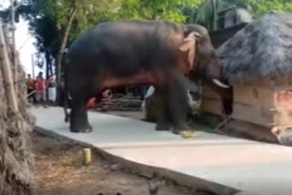 an-elephant-entered-in-Gopiballavpur Jhargram-from-forest