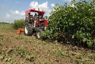 farmer run tractor on crop