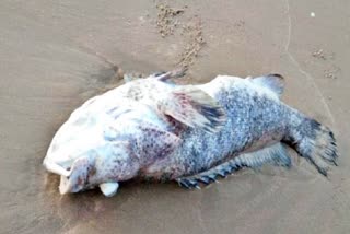 giant-fish-found-dead-in-shore-of-karwar-beach