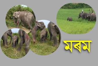 love-between-a-kumki-elephant-and-a-separated-baby-wild-elephant-at-rangapara