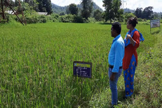 Farmers in 10 acres of area