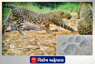 ગુજરાતનું એક એવું ગામ, જ્યાં દીપડા સાથે હળીમળીને રહે છે લોકો