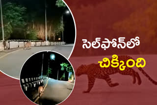 Leopard Wandering In Tirumala