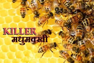 Terror of bees in Giridih