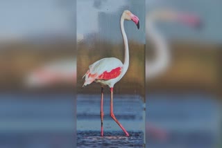 Our State Bird Flamingo: પરિવારપ્રેમ સહિતની કેટલીક વિશેષતાઓને લઇ બને છે સૌથી નિરાળું