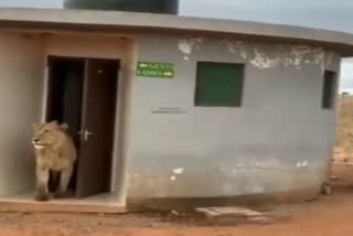 lion coming out of the bathroom in Junagadh