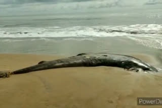 Corpse of 17-feet long whale shark recovered by Forest Dept