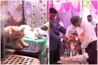 dog-and-cat-show-in-davanagere