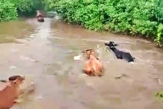 cows swept away in the Yavatmal flood