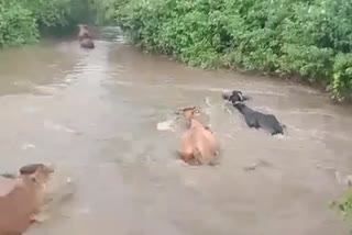 കനത്ത മഴ പശുക്കള്‍ ഒഴുകിപ്പോയി  കനത്ത മഴ പശുക്കള്‍ ഒഴുകിപ്പോയി വാര്‍ത്ത  പശുക്കള്‍ ഒഴുകിപ്പോയി വാര്‍ത്ത  മഹാരാഷ്‌ട്ര കനത്ത മഴ  മഹാഗോണ്‍ പശുക്കള്‍ ഒഴുകിപ്പോയി വാര്‍ത്ത  മഹാരാഷ്‌ട്ര പശുക്കള്‍ ഒഴുകിപ്പോയി വാര്‍ത്ത  പശു ഒഴുകിപ്പോയി  cows swept away news  cows swept away  Yavatmal cows swept away news  maharashtra cows swept away news  maharashtra heavy rain news