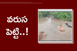 60 to 70 cows were swept away in the flood