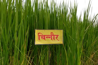 Chinnaur Rice of Balaghat