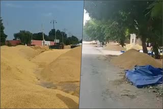 kurukshetra paddy crop damaged