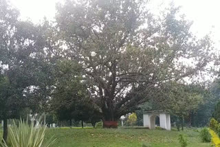 Then the witness was this giant banyan