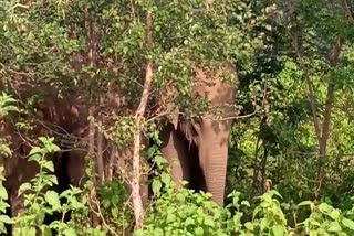 elephants-entered-in-thakur-gaon-ranchi