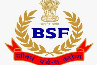 Cannabis  BSF seizes cannabis  BSF seizes f cannabis worth over Rs 60 lakh  Tripura  കഞ്ചാവ് പിടികൂടി  61.50 ലക്ഷം വില മതിക്കുന്ന കഞ്ചാവ് പിടികൂടി  ത്രിപുരയിൽ കഞ്ചാവ് വേട്ട  ത്രിപുര കഞ്ചാവ് വേട്ട വാർത്ത