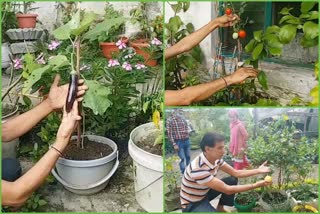 progressive-gardener-of-himachal-pravindra-has-grown-brinjal-and-green-chillies-on-ashwagandha-plant