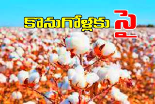 COTTON PURCHASE: పత్తి కొనుగోళ్లకు సీసీఐ సై.. దసరా తరువాతే ముహూర్తం