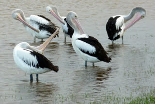 pelican as iconic to kolleru