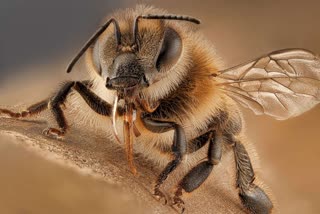 erode bees attack news