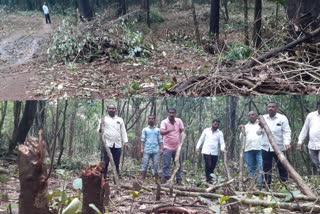 cut downed thousand of trees in uttar kannada