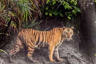 Elusive tiger not a man-eater, trapping remains a challenge