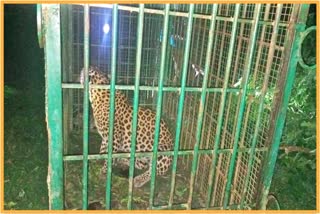 Leopard Caged at Charaideo