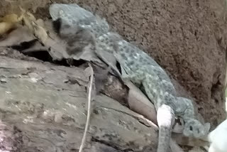 Gecko recoverd in Samaguri
