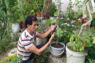 gardener of himachal pravindra has grown brinjal on ashwagandha plant