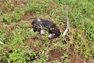 Villagers killed a mad dog i