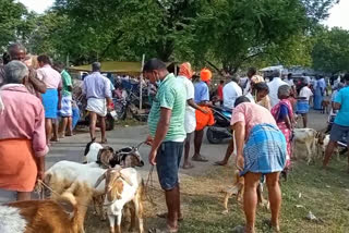 புஞ்சைபுளியம்பட்டி சந்தையில் ஆடு விற்பனை மந்தம்