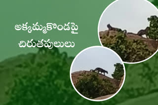 two-leopards-wandering-in-anathapuram-district