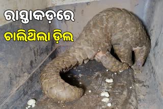 ଜୀବନ୍ତ ବଜ୍ରକାପ୍ତା ଧରି ଛକିଥିଲେ ରାସ୍ତାରେ, NH-16ରେ ମାଡିବସିଲା STF ଟିମ