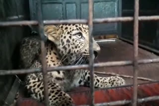 forest department captured a leopard in mandya