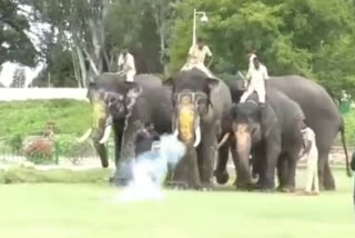 Firecracker Sound Practice for the elephants team