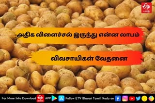 potato price  potato  potato price low  potato price low in kodaikanal  dindigul news  உருளைக்கிழங்கு விலை  உருளைக்கிழங்கு விலை குறைவு  கொடைகானலில் உருளைக்கிழங்கு விலை குறைவு  விவசாயிகள்