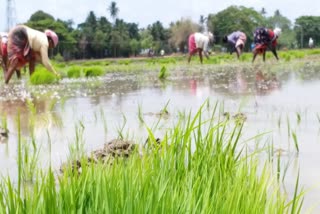 விவசாயிகள் பேசுவது தொடர்பான காணொலி