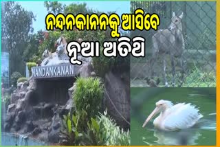 tomorrow 8 new animal to be come in nandanakana zoo