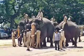 Elephants team are scared by firecrackers sound