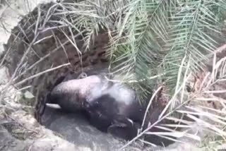 Odisha: Elephant rescued after falling into ditch